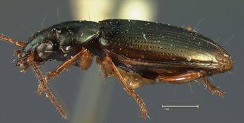 Media type: image;   Entomology 33064 Aspect: habitus lateral view